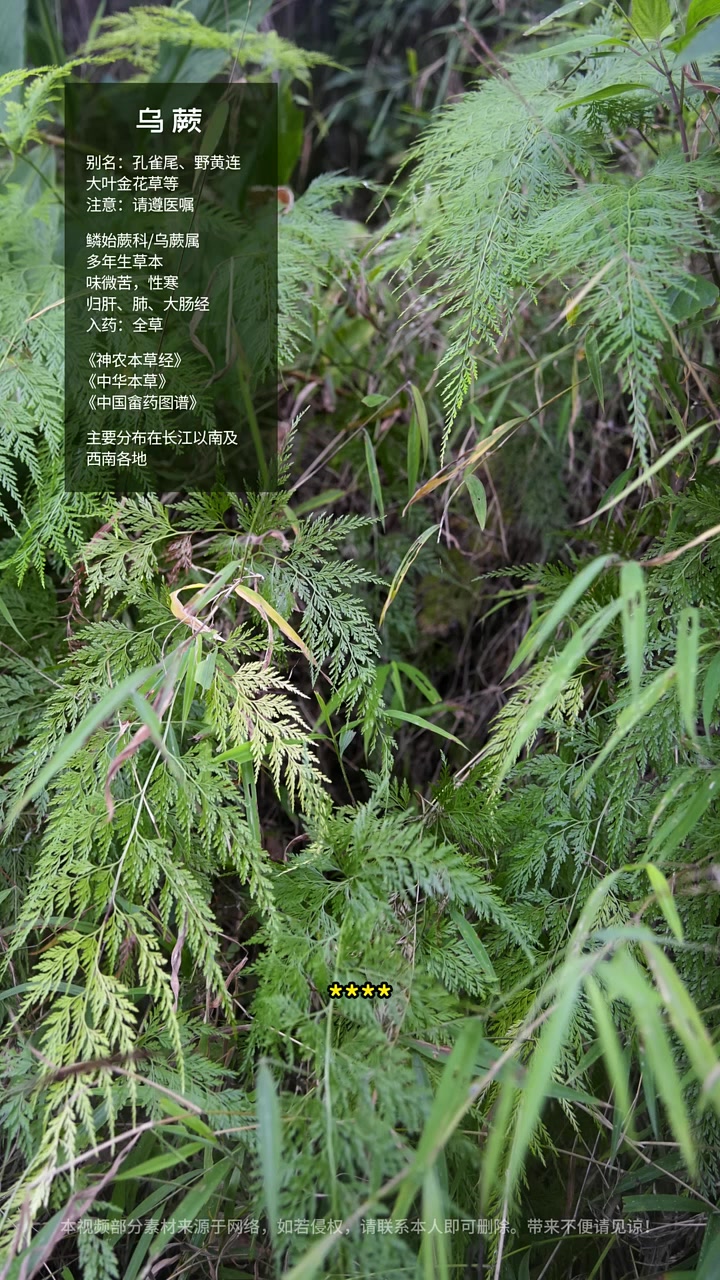 别当杂草踩！它叫乌蕨，价值堪比黄金 #乌蕨 #金花草 #野鸡尾 #植物科普