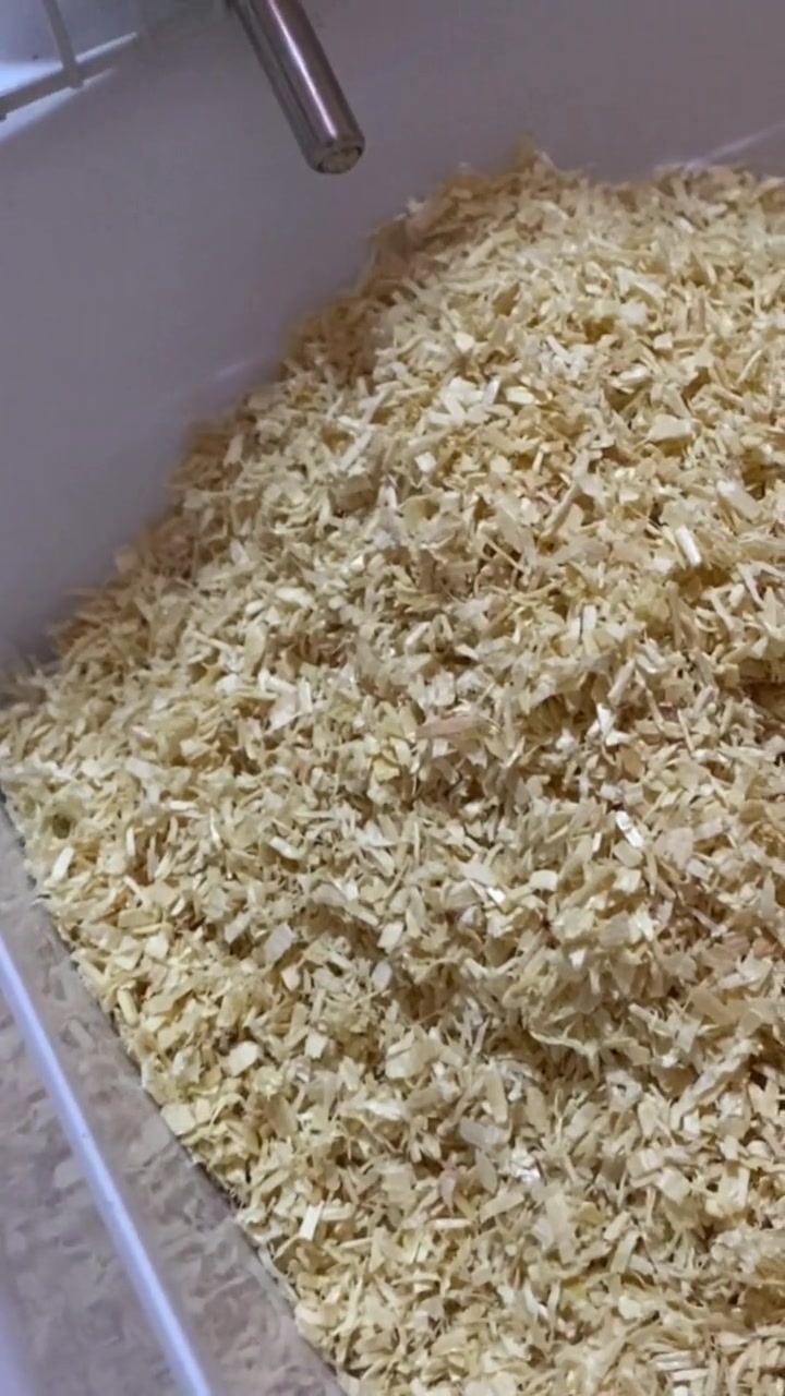 我竟然玩不过一只小老鼠