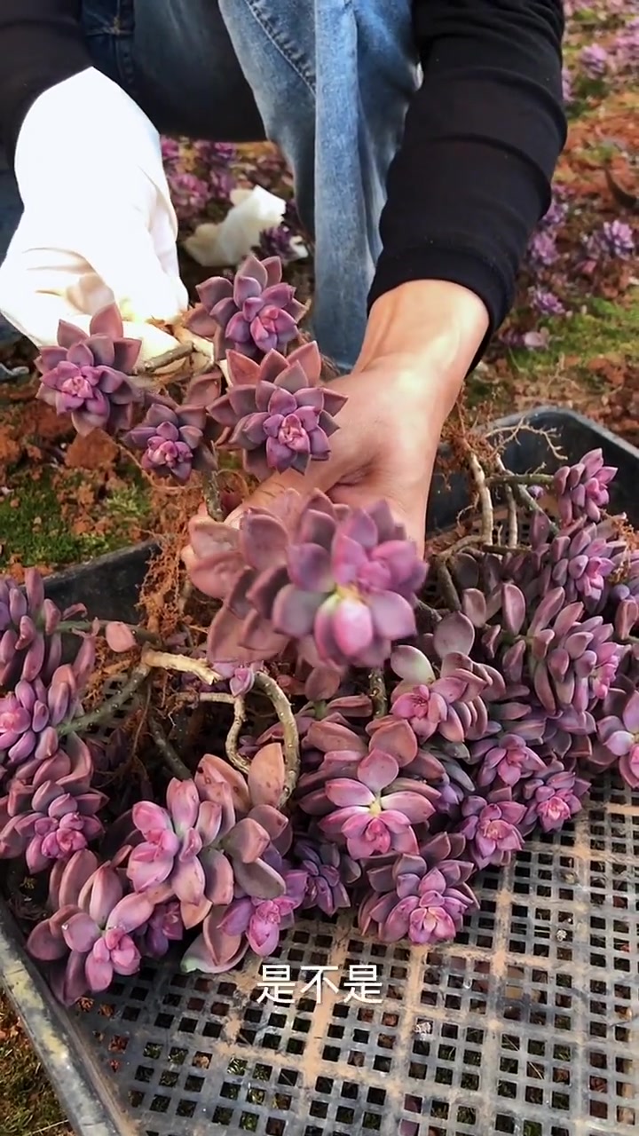 多肉植物姬胧月的养护小常识你知道多少？
