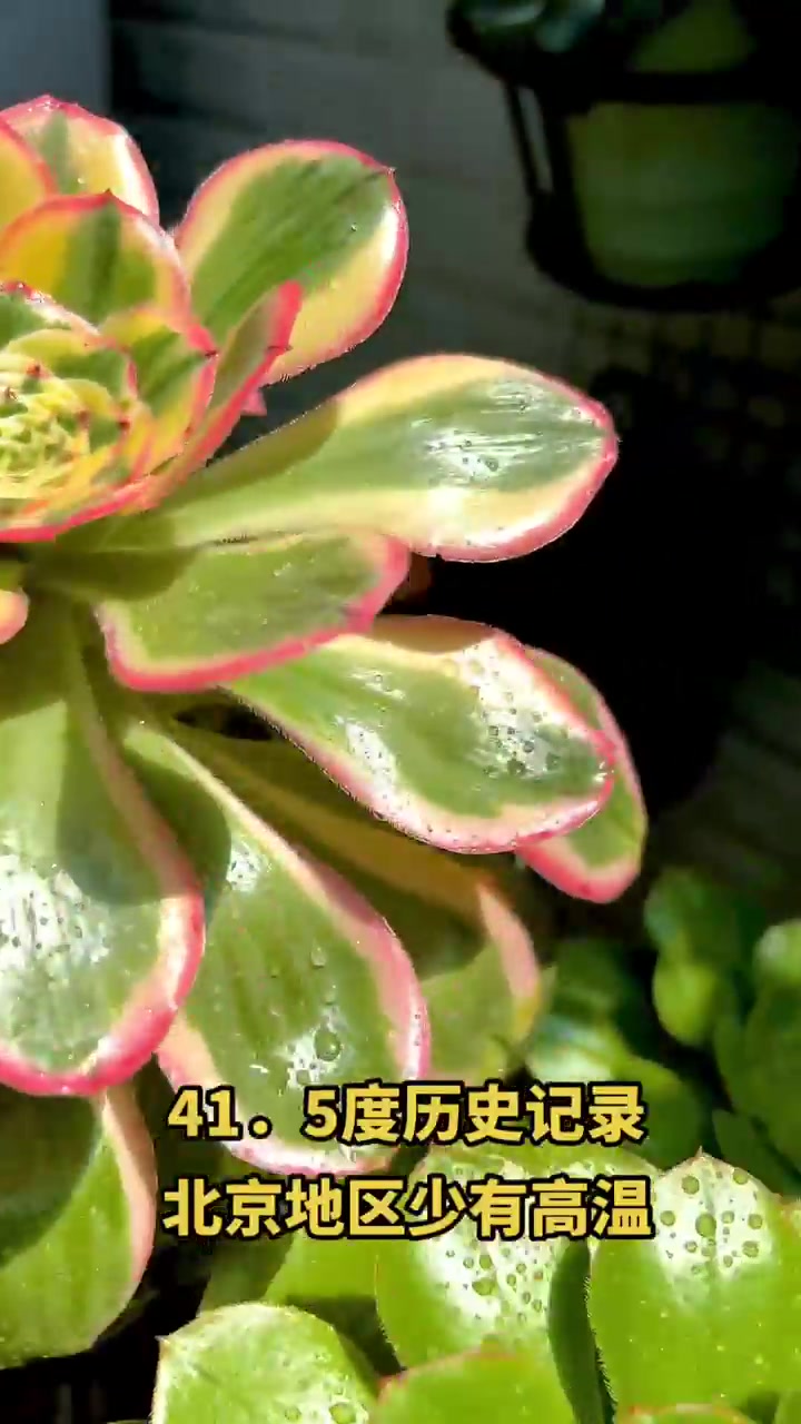 高温天气下各类多肉植物状态全展示