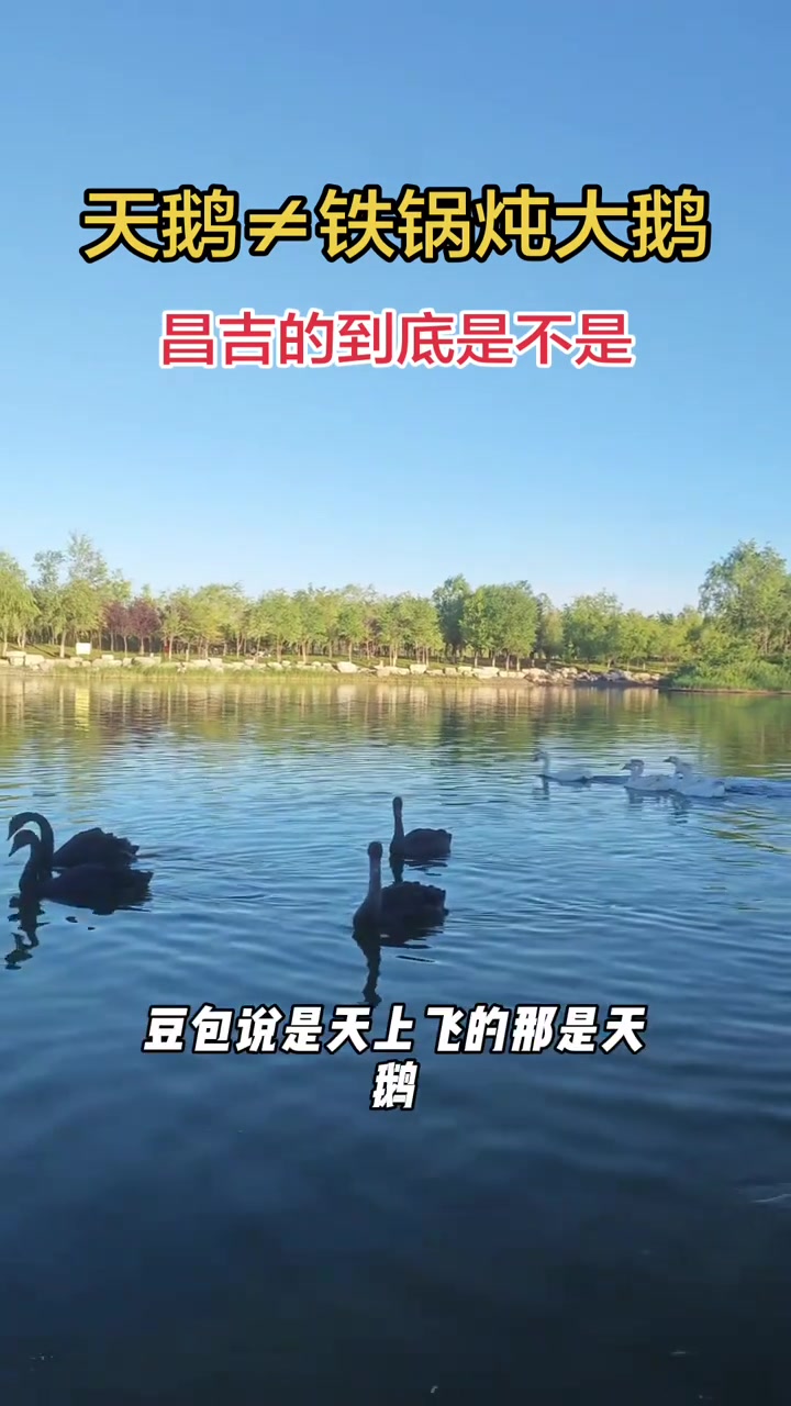 在昌吉，天鹅和大鹅到底有什么区别