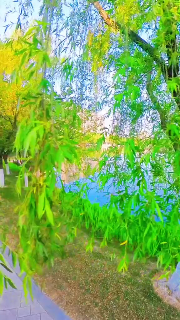 阜宁白天鹅公园，春日浪漫湖光含韵
