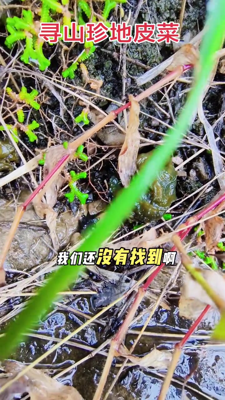 雨中寻找山珍地皮菜！地皮菜一般生长在半山腰或山下，山上没发现有。这次没发现大面积的，但也捡