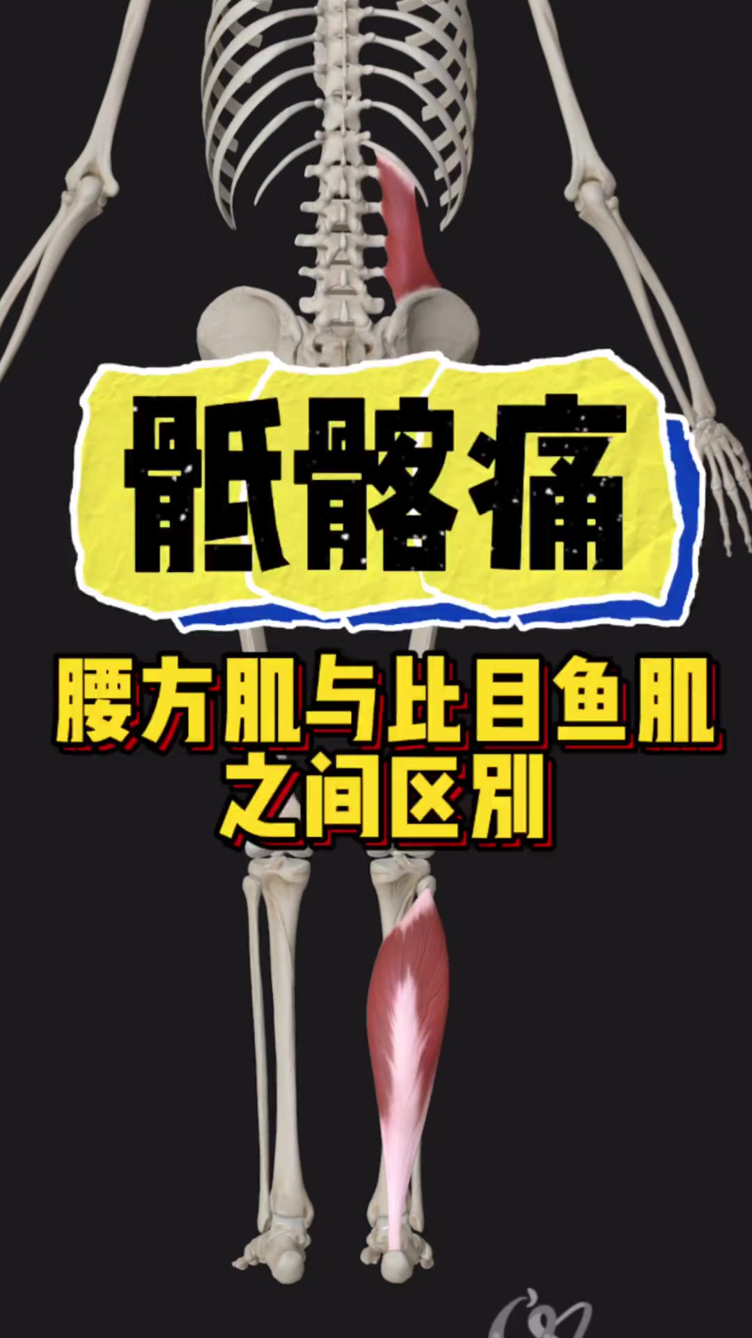 腰方肌和比目鱼肌的相关健身知识