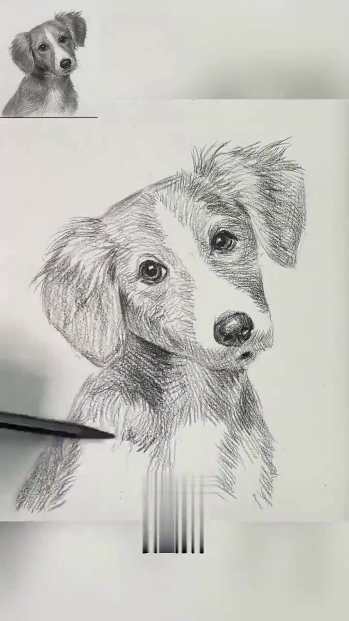 零基础秒会小狗狗的素描画法 零基础学画画