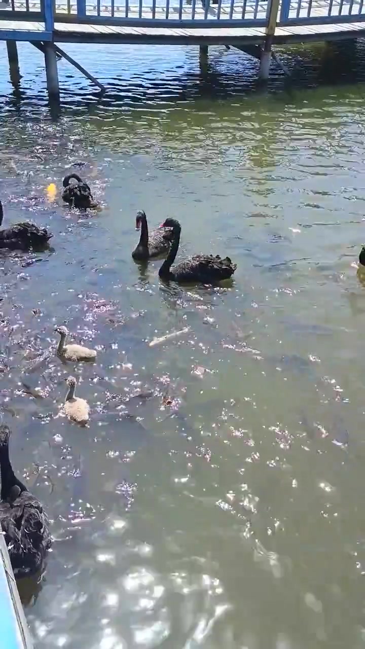 湖中自在戏水的天鹅，真的是旅游时的好风景