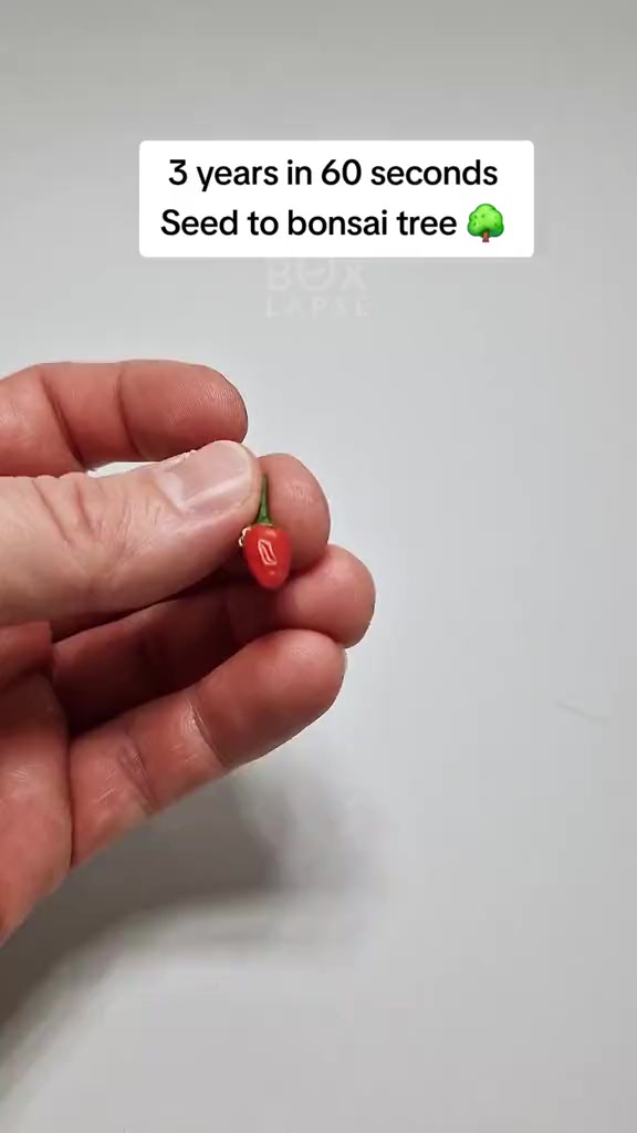 植物的生长过程