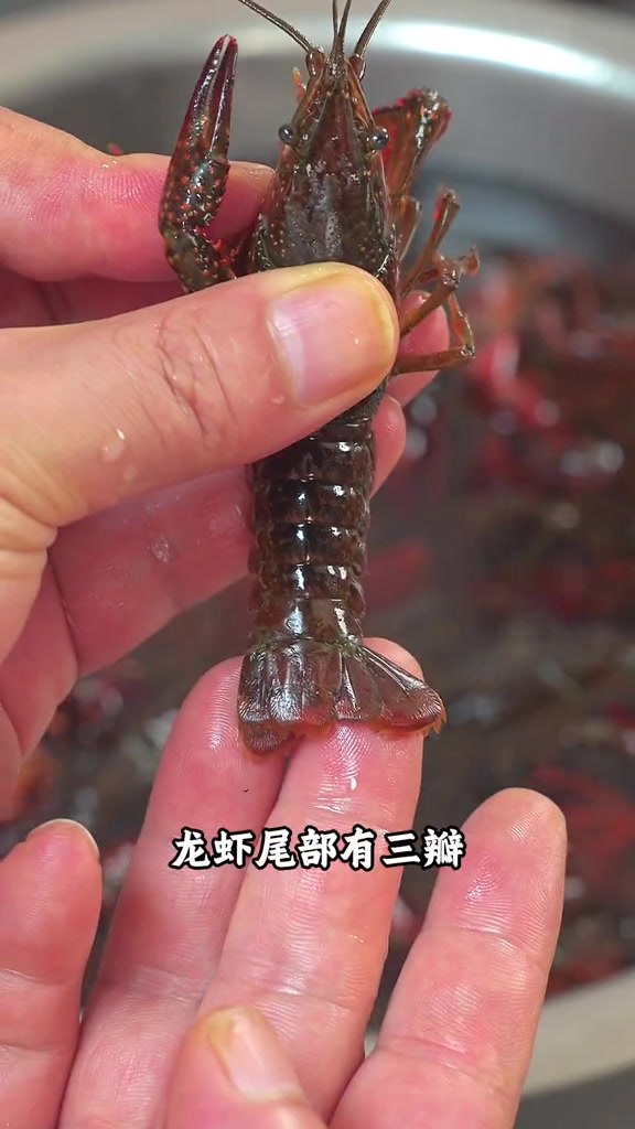 蒜蓉小龙虾 把小龙虾放进电饭锅里面不用开火，没有油盐，做出来就是小龙虾最好吃的新做法#蒜蓉