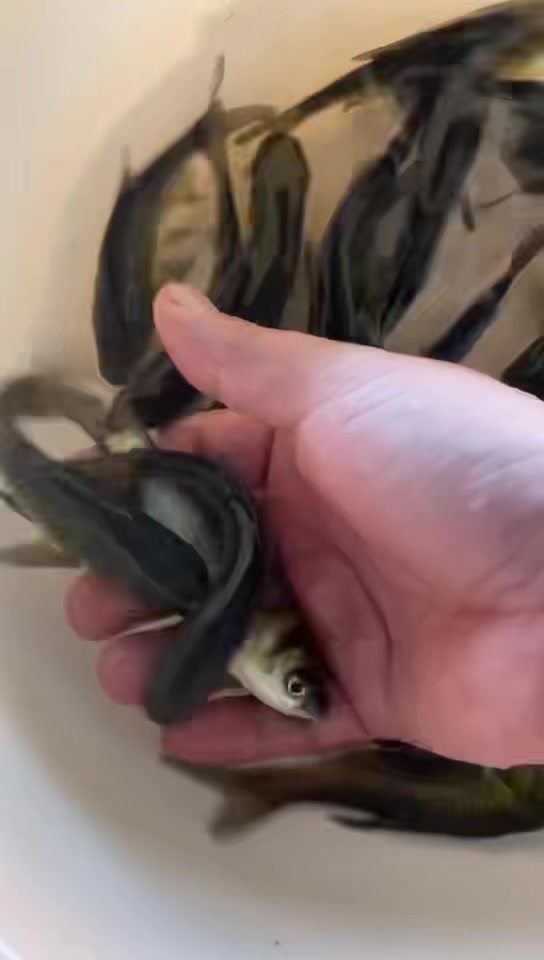 淡水养殖花鲢鱼苗直供
