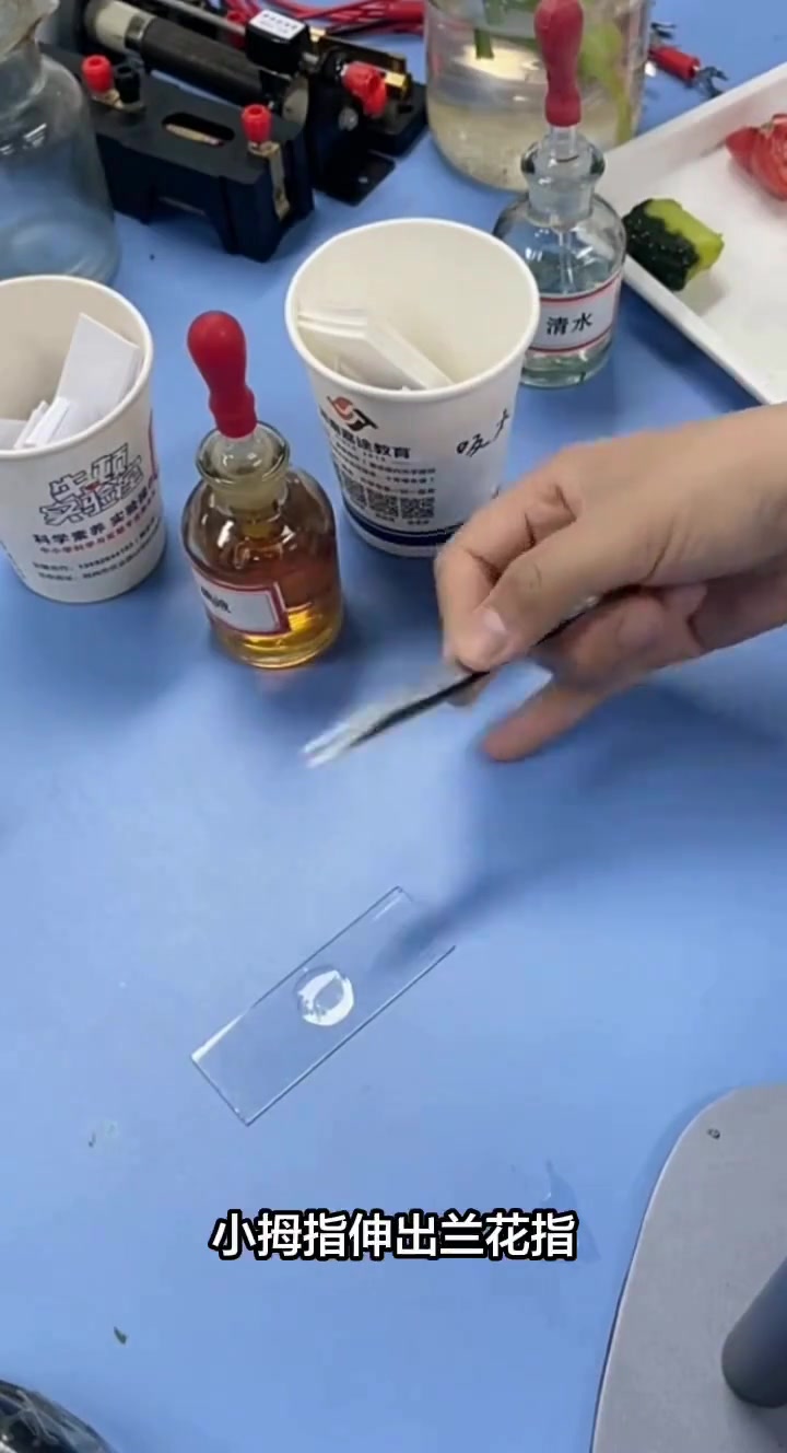 制作黄瓜表层果肉细胞临时装片你们学会了吗？