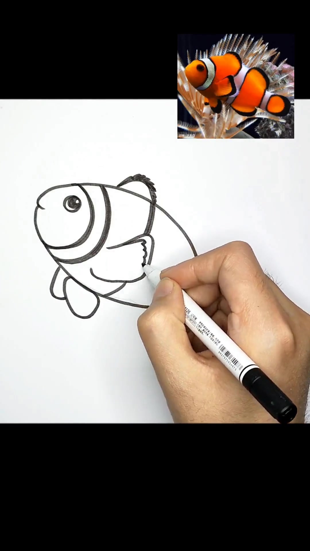 画可爱小丑鱼，学海洋生物简笔画