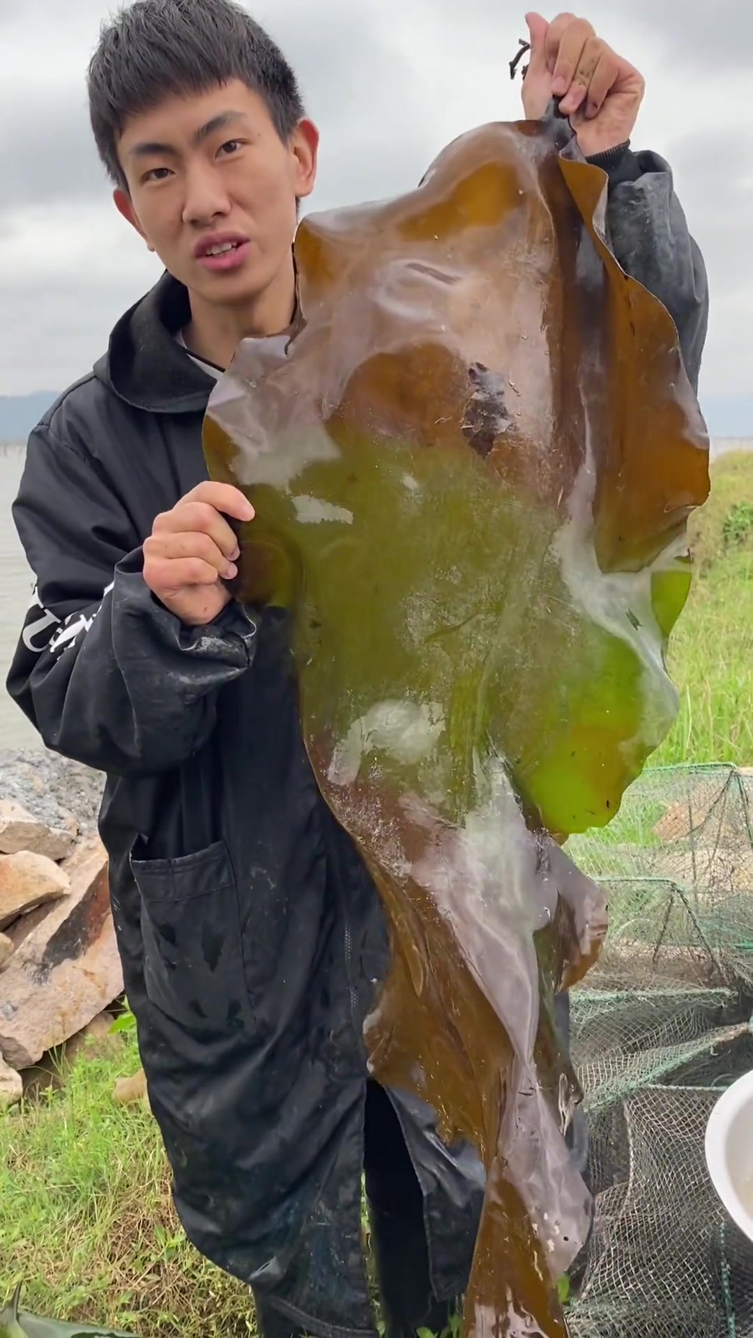 吃过绿褐两种颜色的海带哪种更好吃