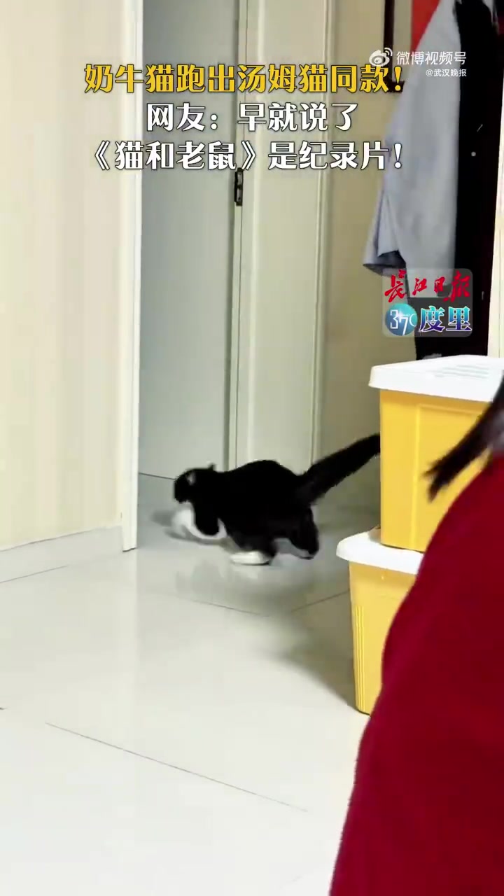 #奶牛猫跑出汤姆猫同款# 网友：早就说了《猫和老鼠》是纪录片！（ 新华社  中国日报  蝎