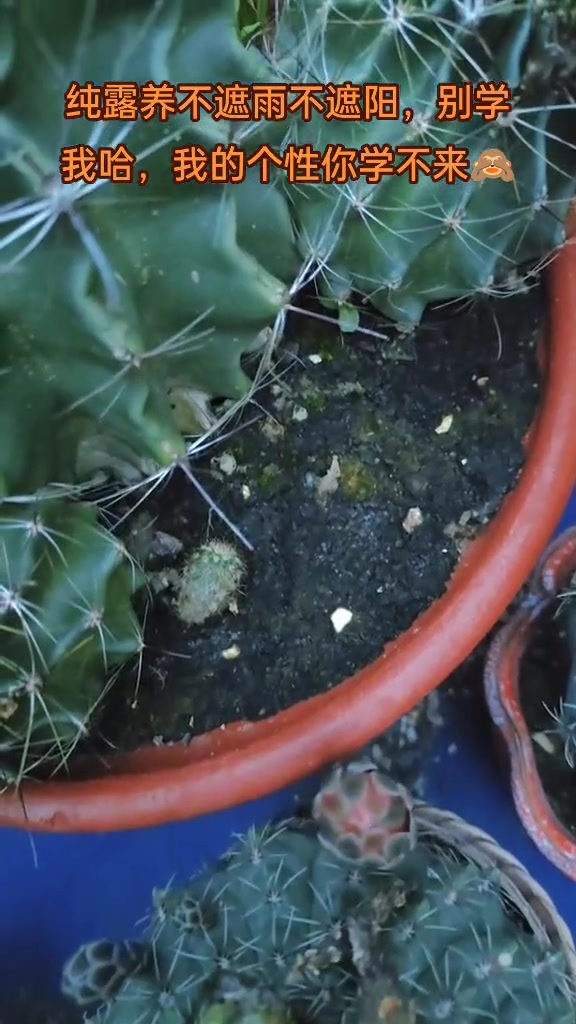 各类露养仙人掌及多肉植物品种丰富