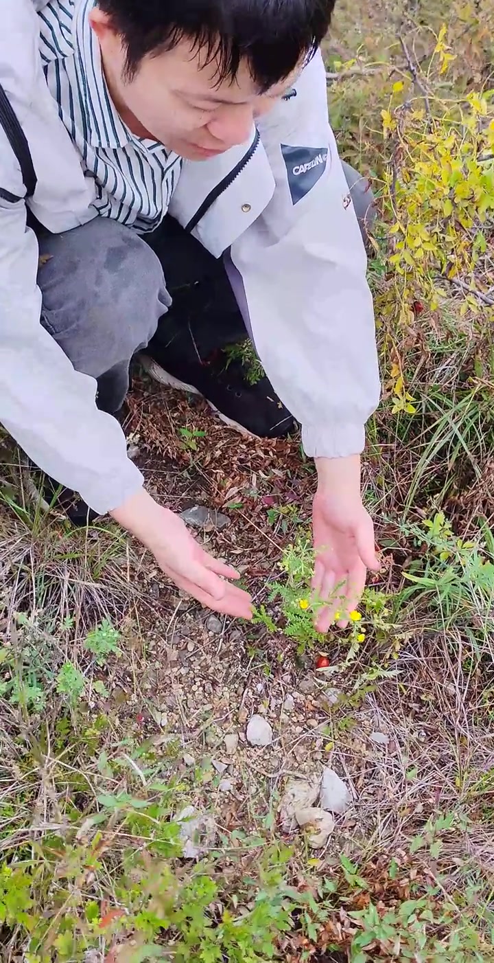 识百草：委陵菜植物科普