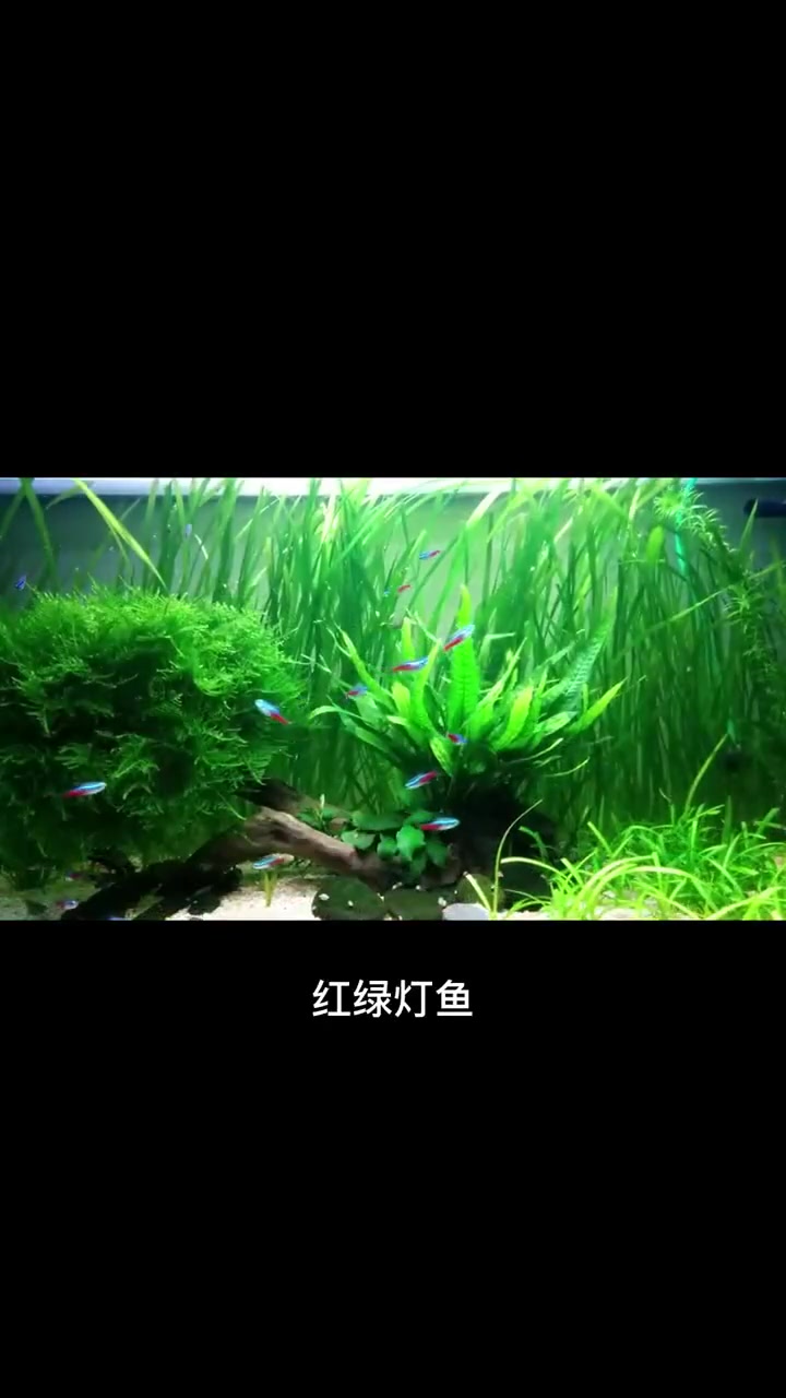 孔雀鱼可以和哪些鱼混养，又不能和哪些鱼混养？