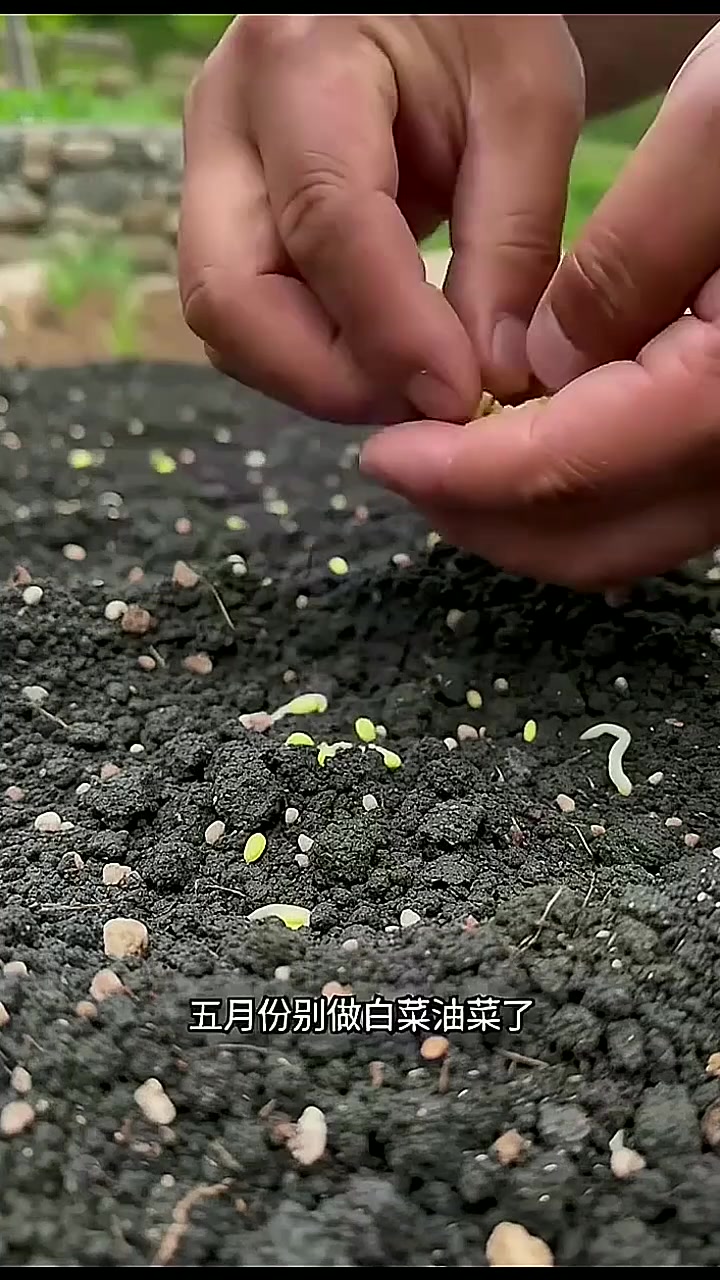 #种子发芽生长过程 #三农 #舌尖上的野菜美食