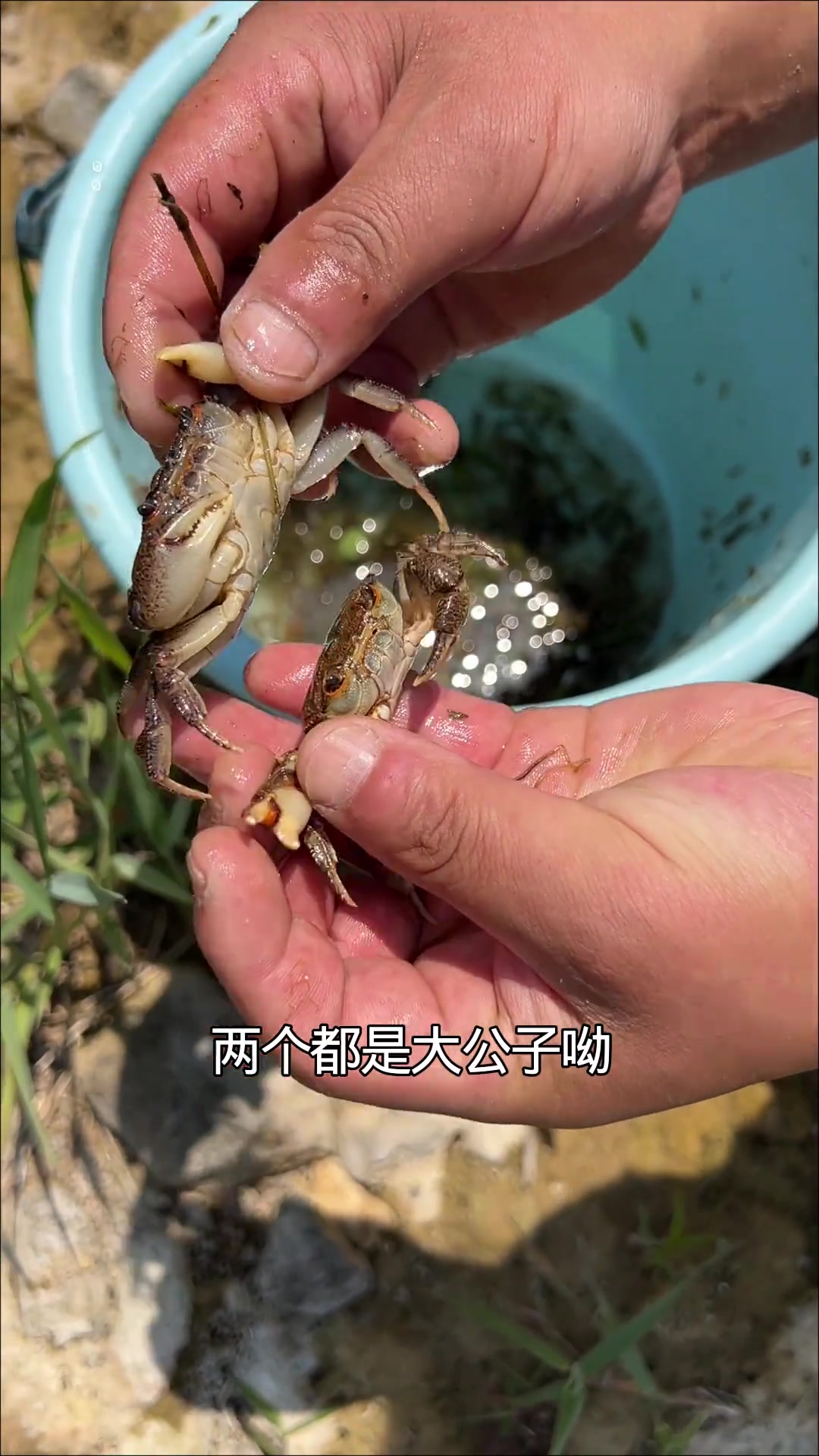 江西河虾个头不小，就是太少，我的乡村生活