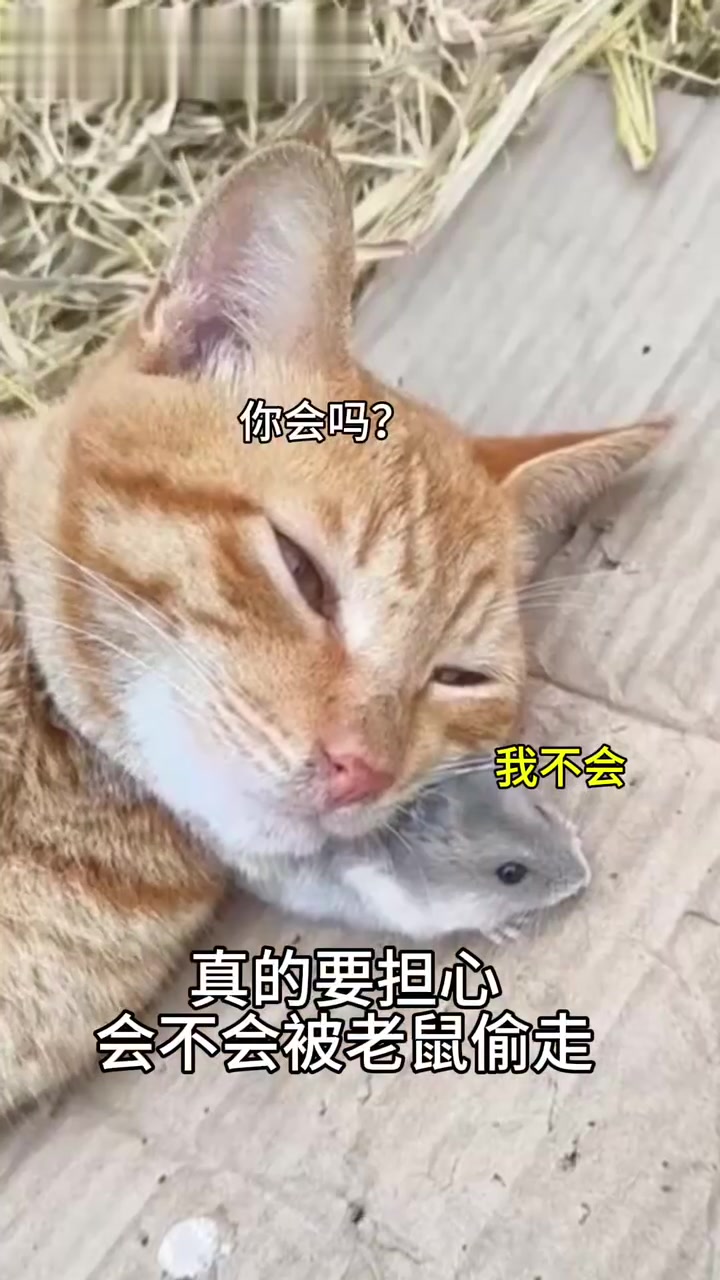盘点全网最火猫meme表情包，出处都在哪？