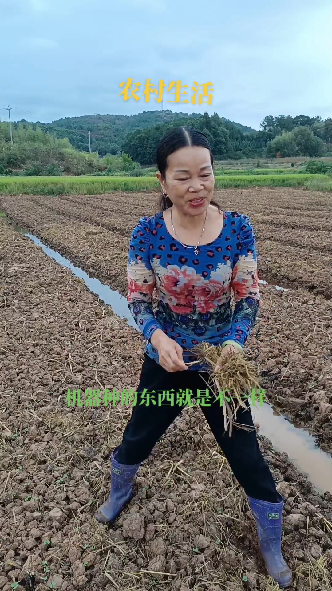 金秋时节播种菜籽 耕耘终将迎来收获