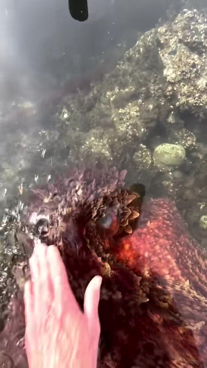 被一只北太平洋巨型章鱼抱住脚，网友丝毫不慌，甚至还摸了摸它的大脑袋
