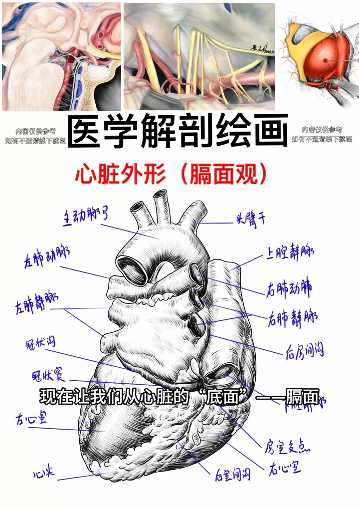 医学科普：心脏医学解剖绘画