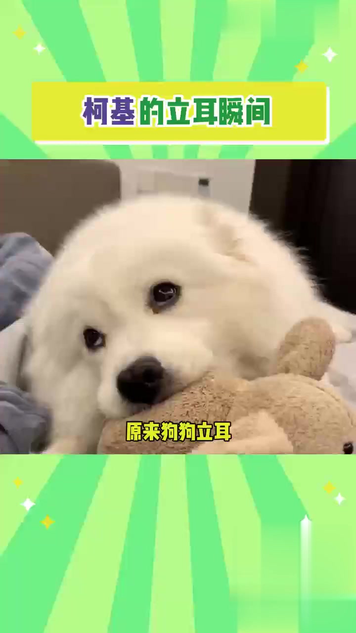 太可爱了！太可爱了！让我的朋友去当柯基去！