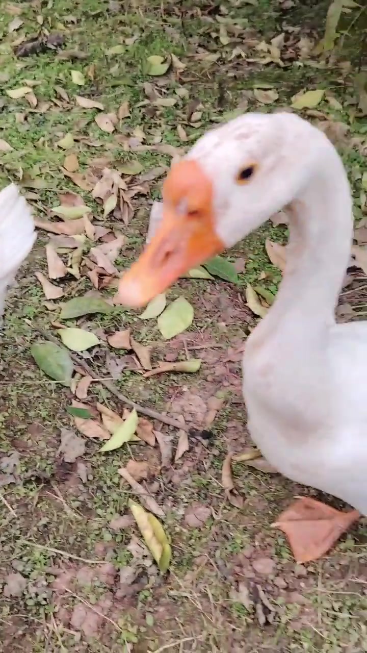 纯种的浙东鹅，2个多月就可以踩背，4个多月就可以下蛋！发育最快，下蛋最早的鹅品种！