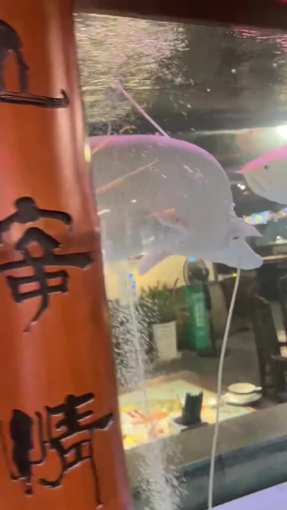 探访特色闽菜餐厅展示多样精致菜品