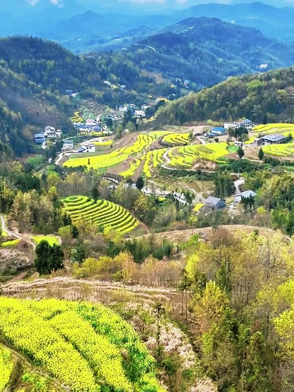 汉阴凤堰梯田油菜花海，早看早治愈