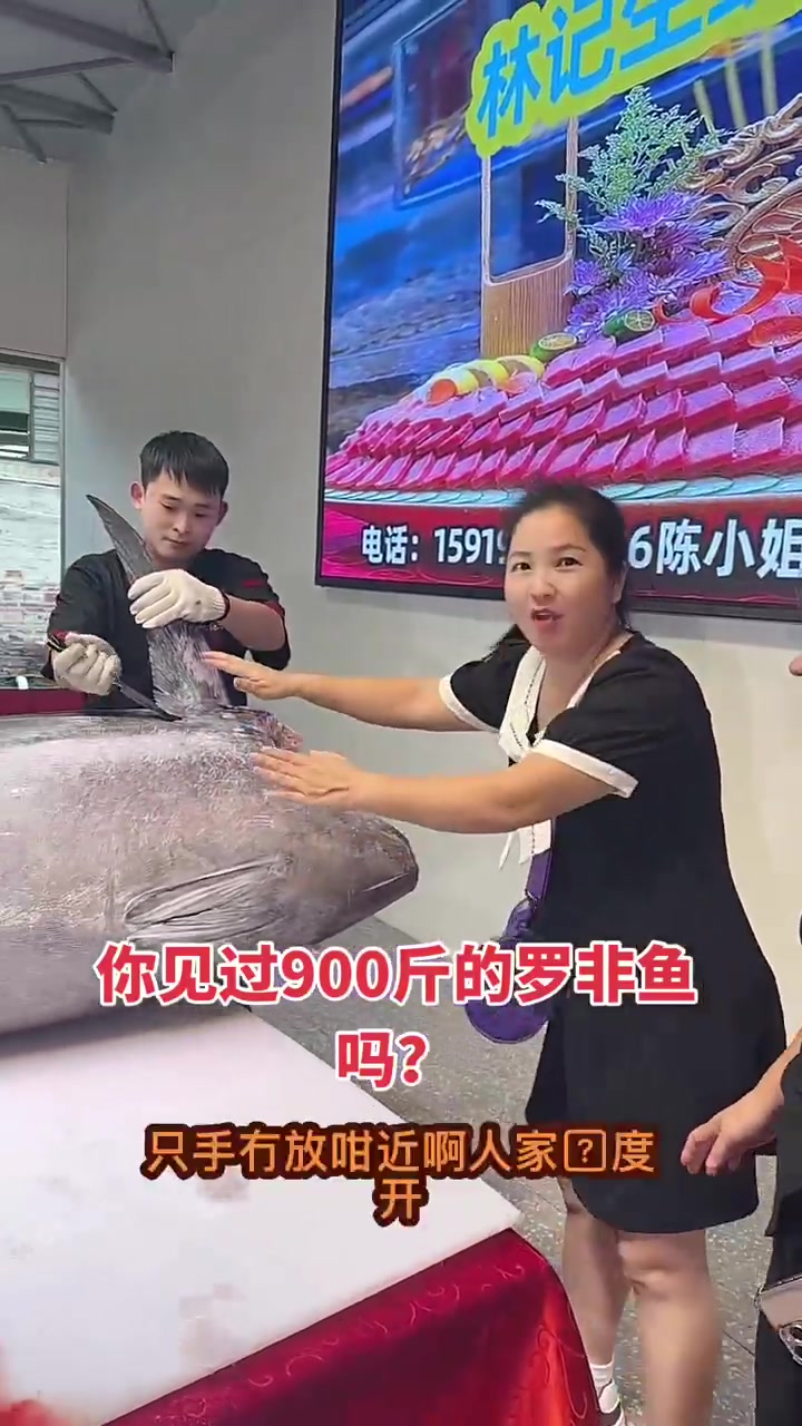 你见过这么大的罗非鱼吗？是西班牙北方蓝鳍金枪鱼
