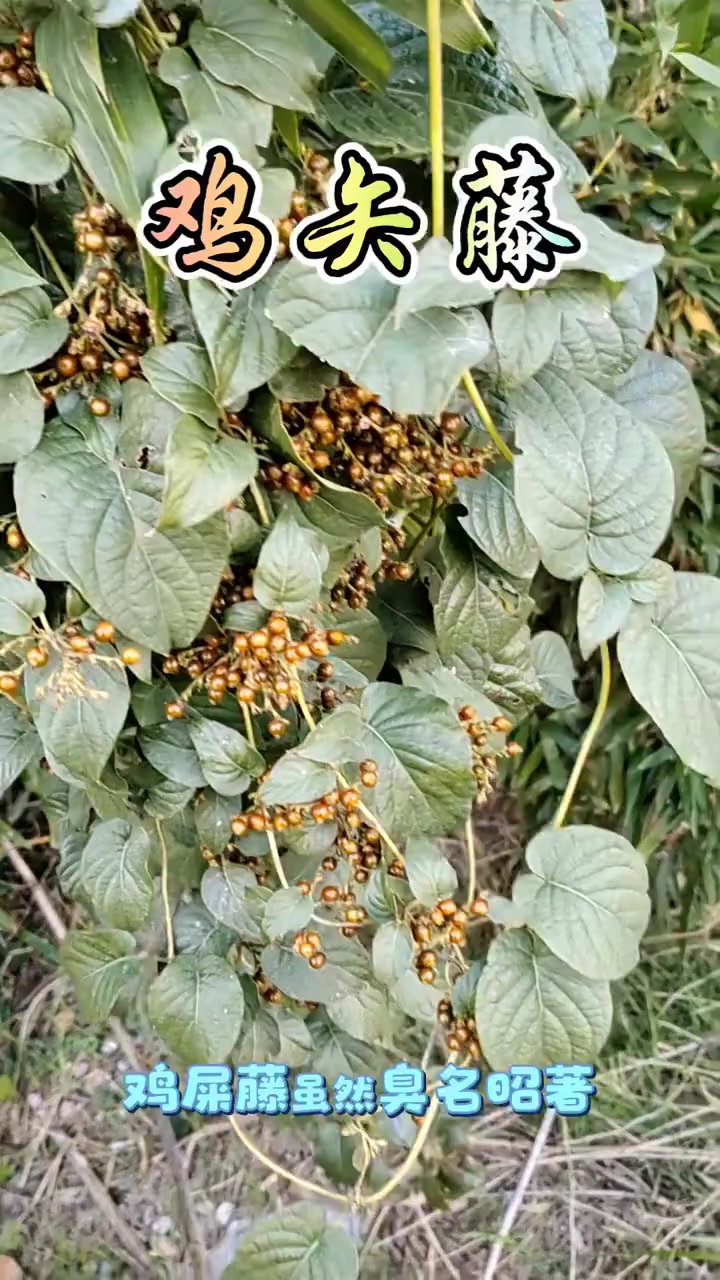 中草药鸡矢藤：大自然的馈赠