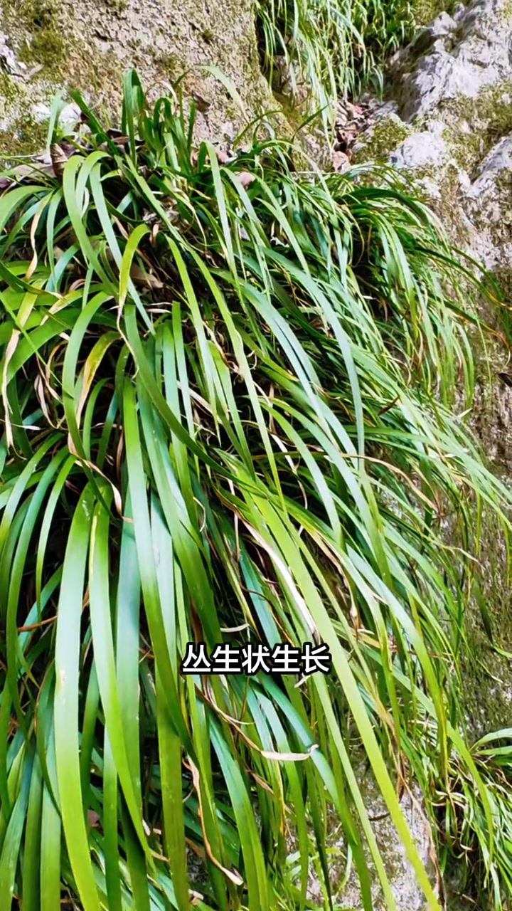 金钱蒲：文人眼中的仙草，可醒脑净水