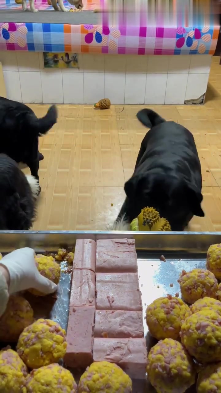今天我们吃火腿肠团子和午餐肉哦