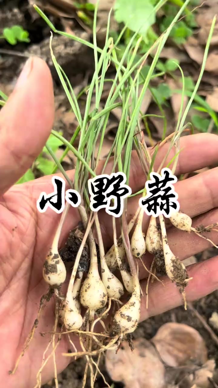 小野蒜这就是民间的好宝贝小根蒜，又名野葱，学名薤白