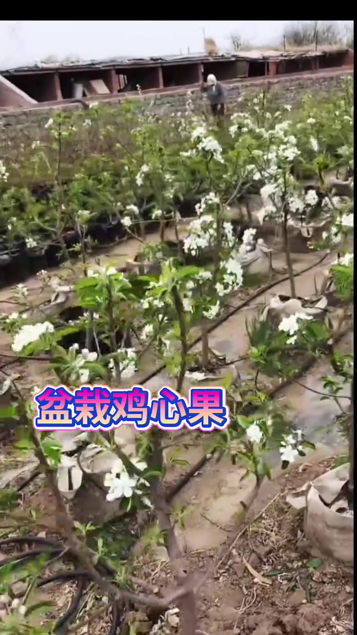 盆栽鸡心果开花结果全过程实景展示