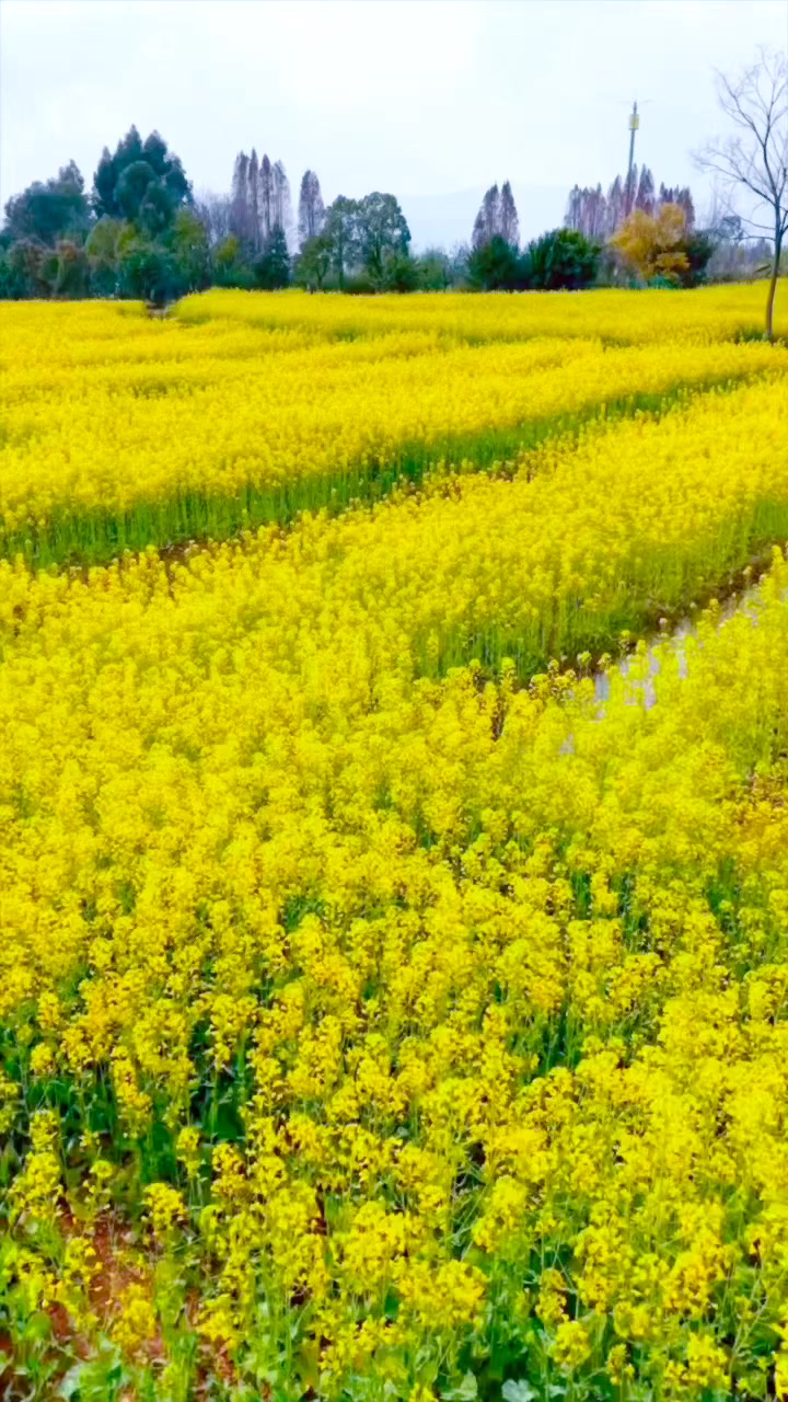这里的油菜花田，是春天最浪漫的地方