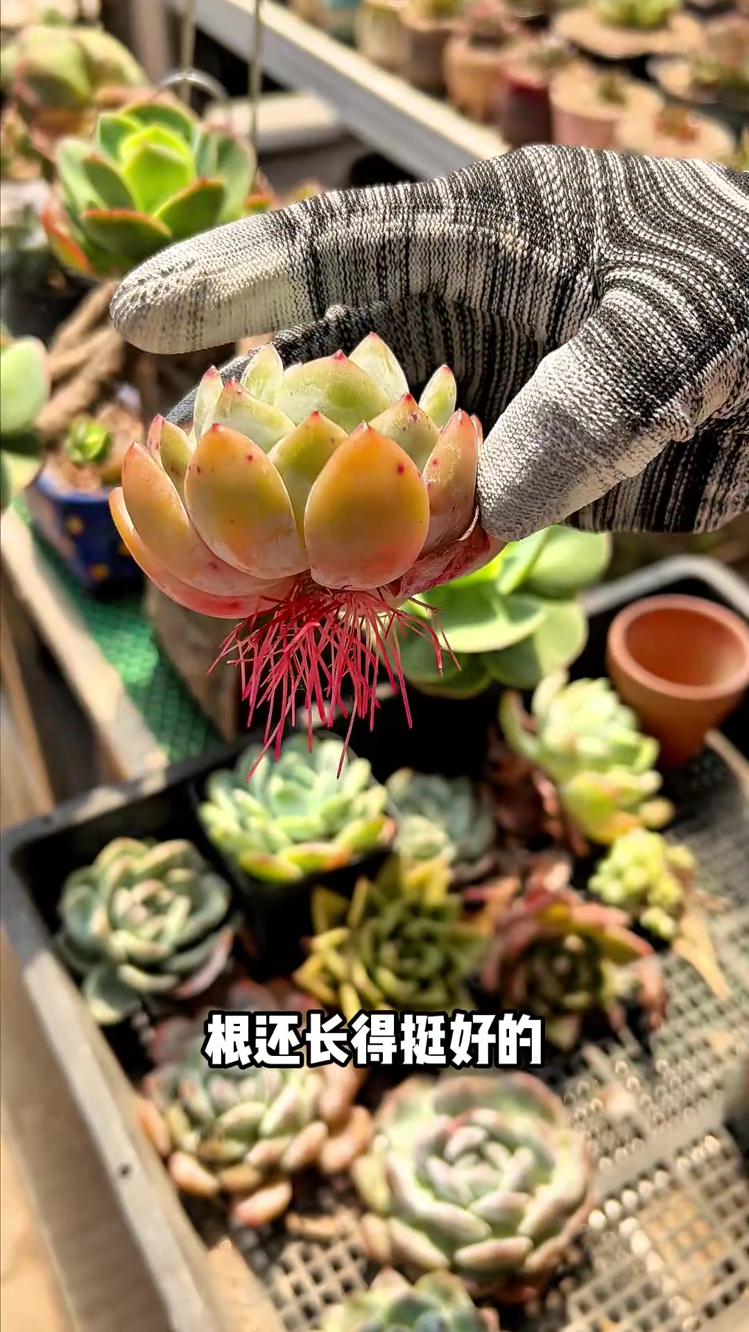 夏天这样养多肉，必定能活#多肉养护#多肉生根法#多肉度夏