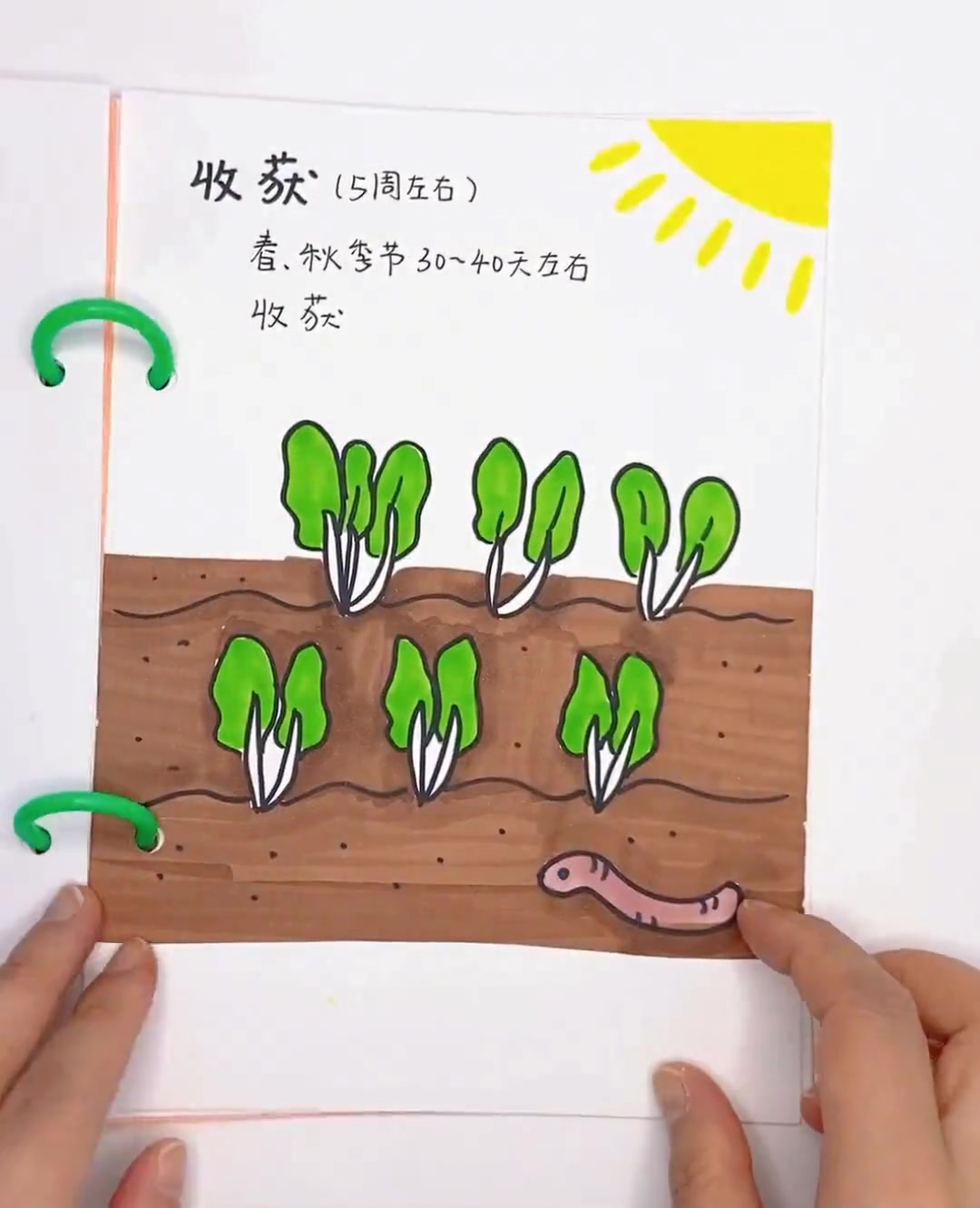 《小白菜生长记》你喜欢吃蔬菜吗？一起来看看小白菜的生长过程吧！