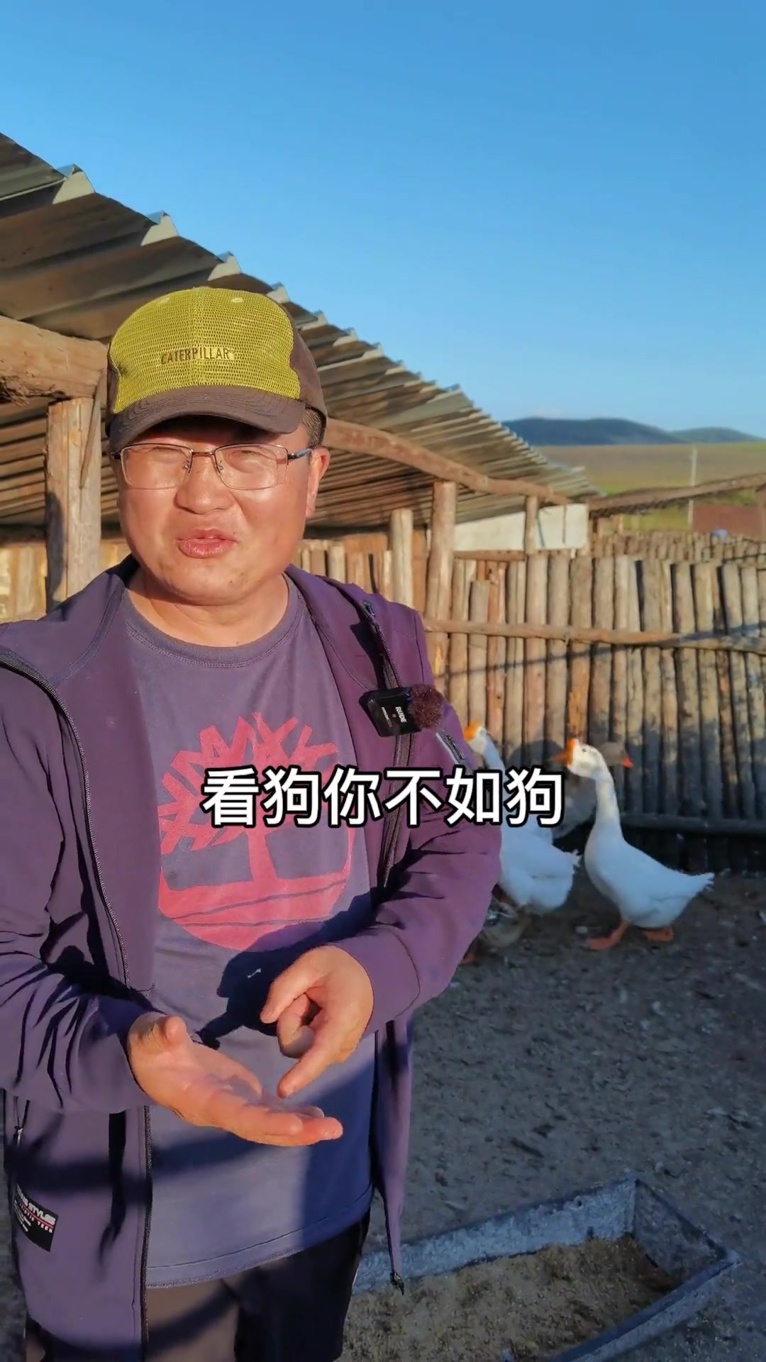 大舅家七千多大鹅 我家牧场五只单身公鹅