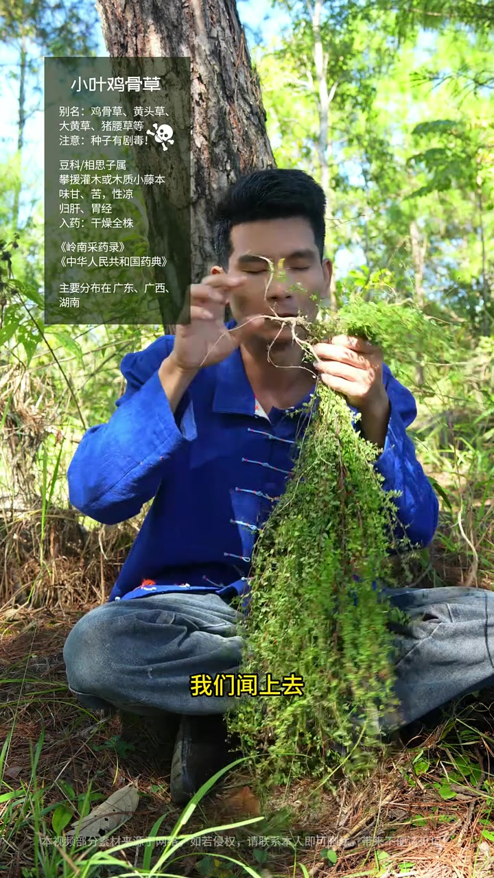 鸡骨草的故事，比它的功效还精彩！#鸡骨草 #广州相思子 #广东汤料 #植物科普