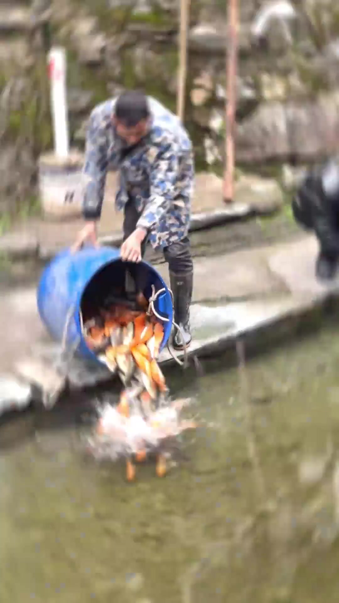 婺源增殖放流鱼苗，守护荷包红鲤鱼与水域生态