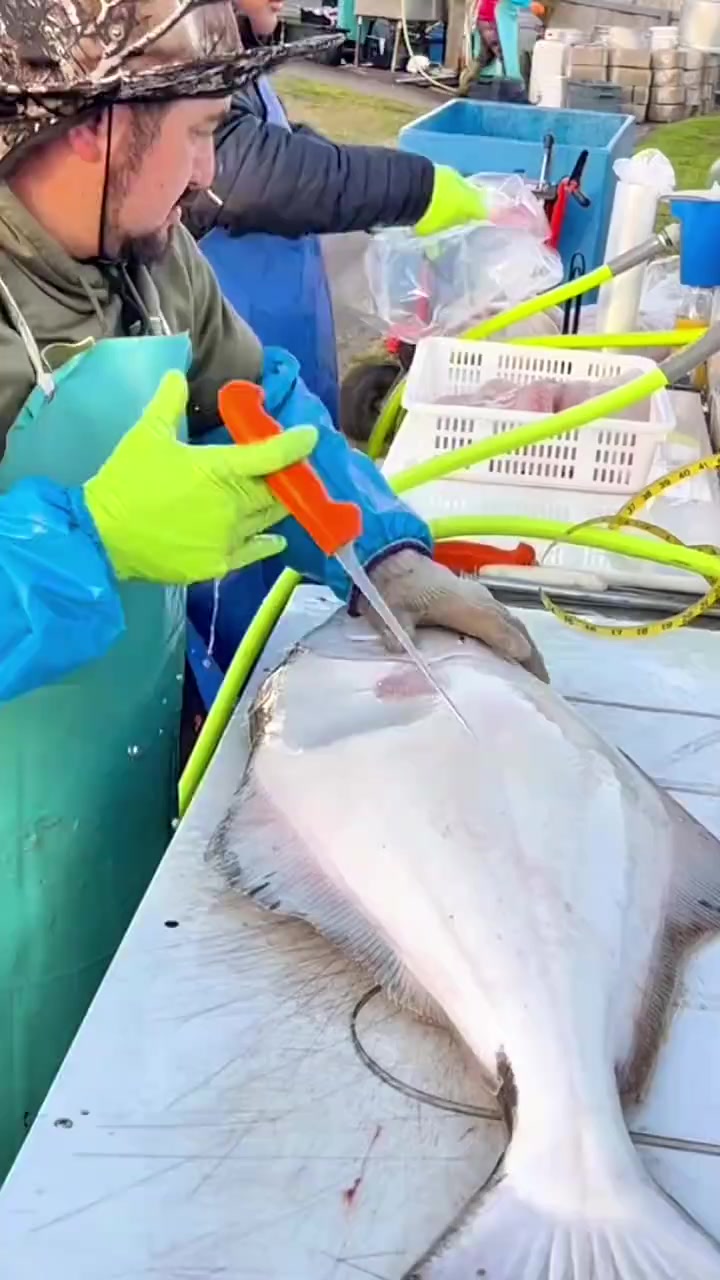杀鱼师傅处理一条刚刚捕捞的新鲜比目鱼
