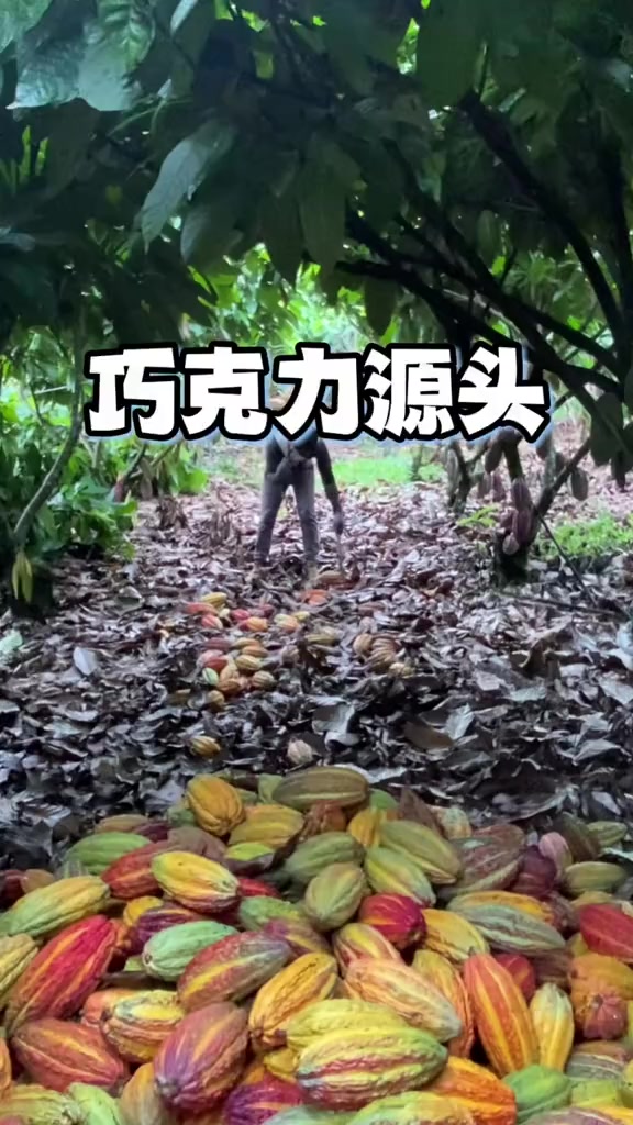 巧克力的原料，原来长这样