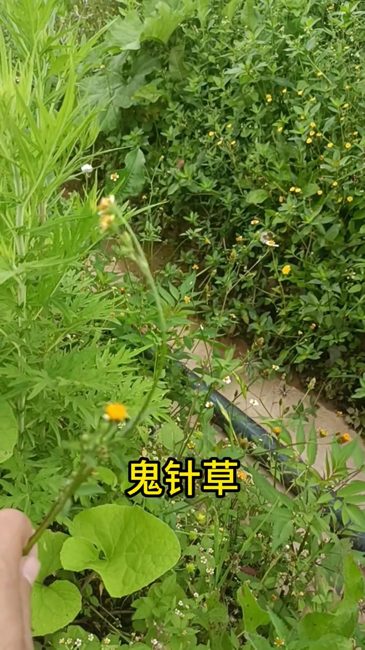 贵州乡村退休小院采野菜，吃出儿时原生态乡土味