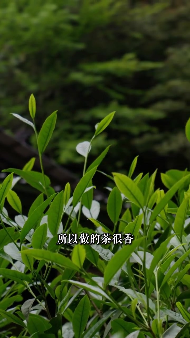 来到福建万里茶道第一关桐木关，看看正山小种生长处