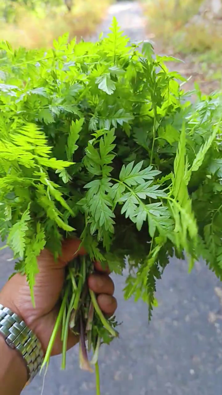 胡萝卜蒿馅饺子
