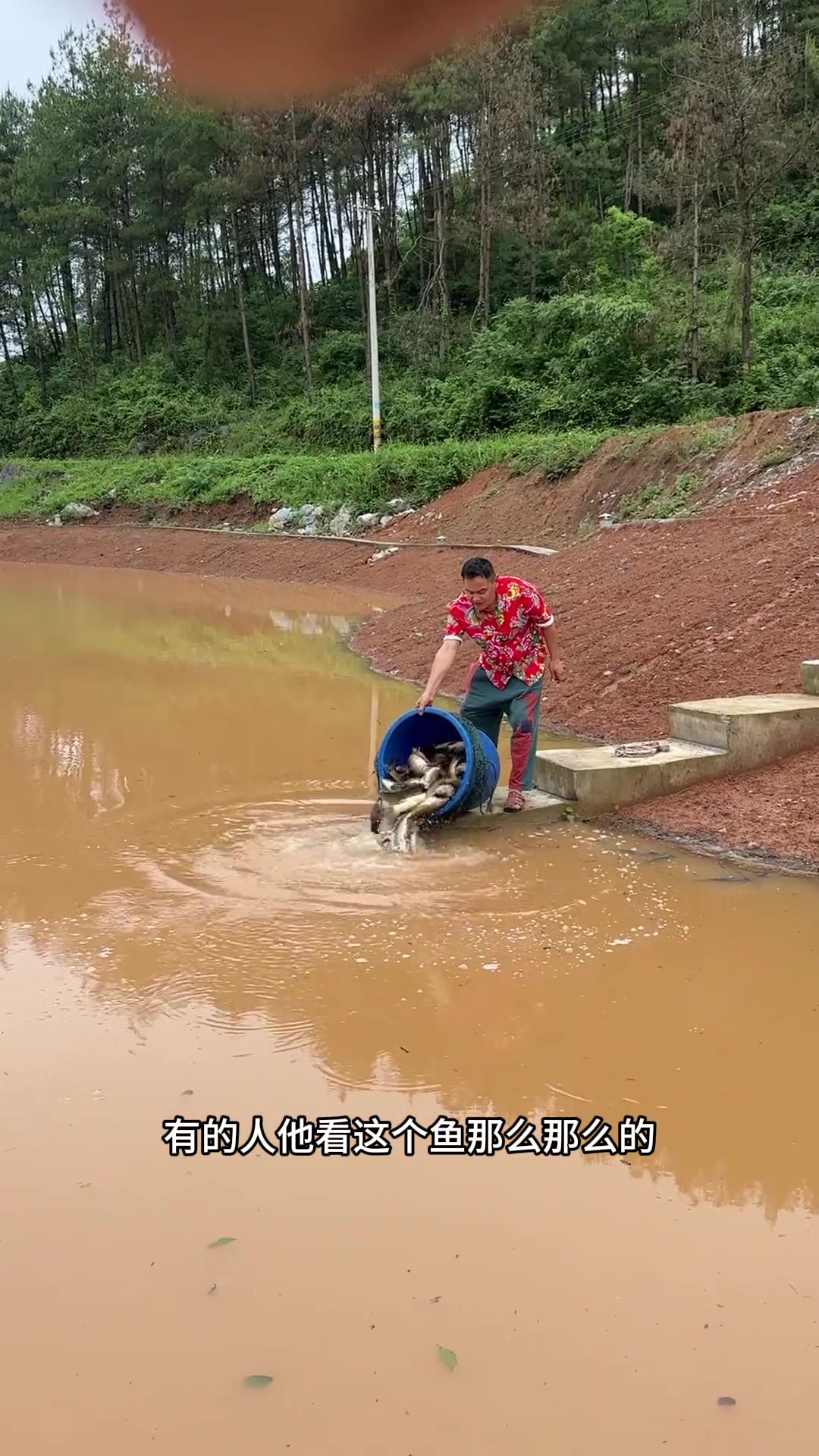 龙王湖放鱼，鱼塘操作与淡水鱼养殖心得