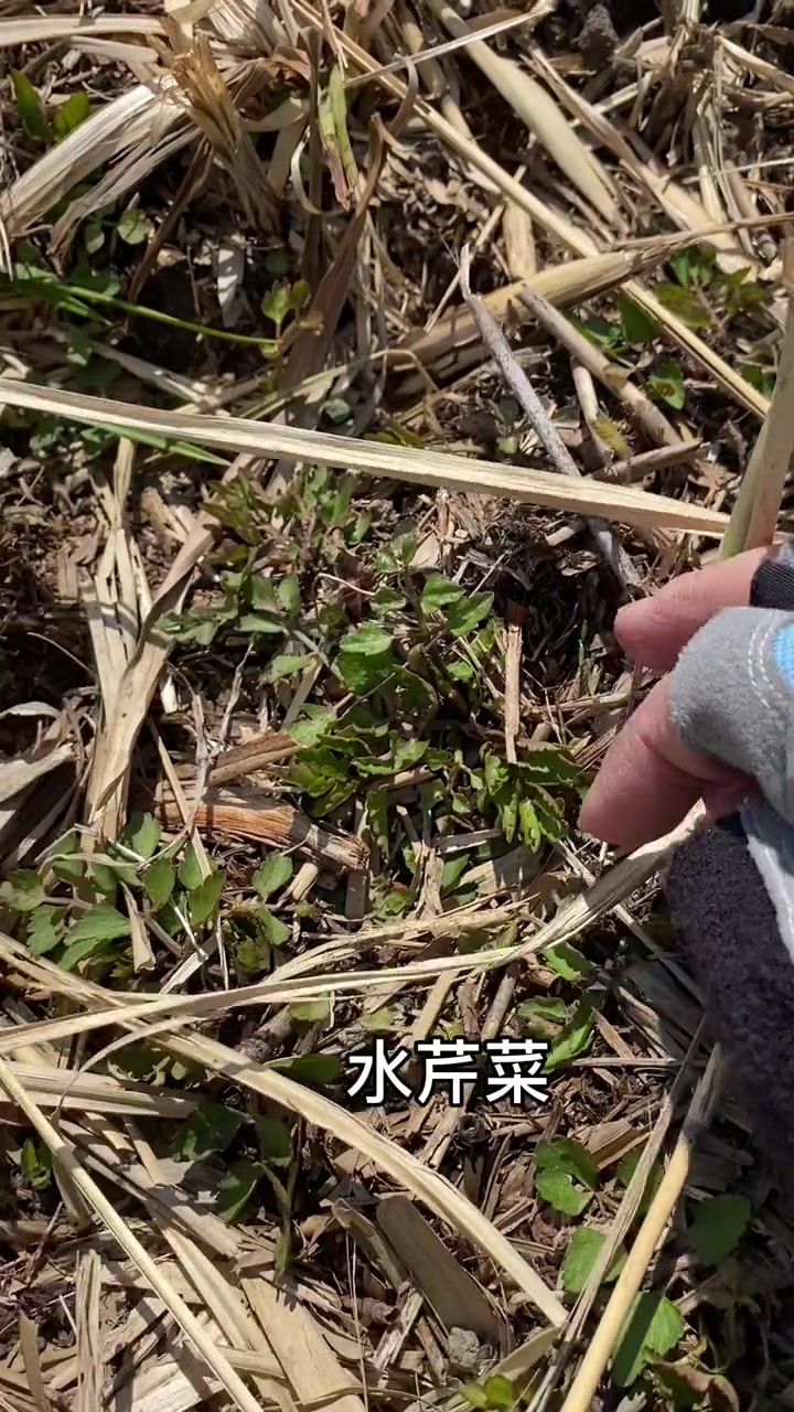 在东北从上山挖野菜开始
