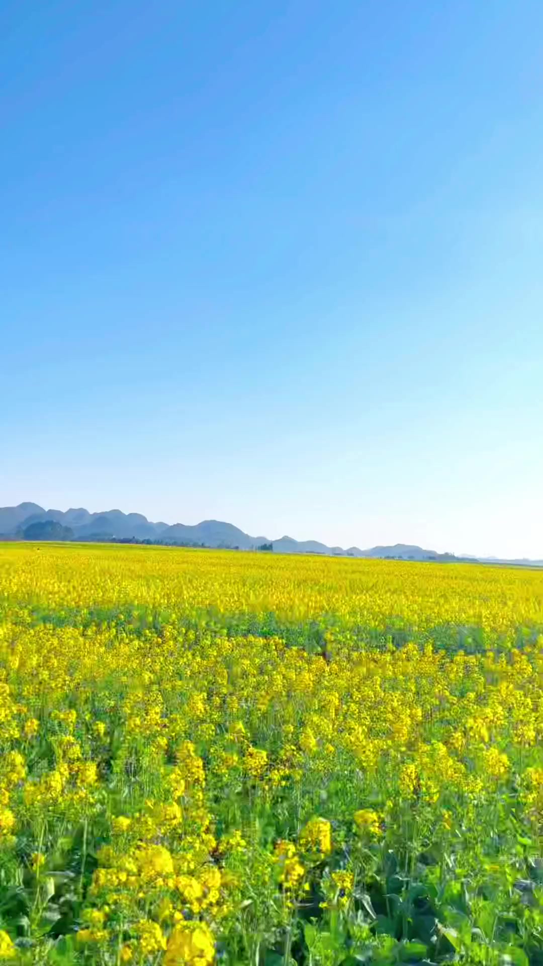 我们见一面吧，在云南罗平油菜花海，一起散散步